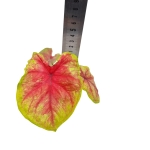 Caladium Bella - S