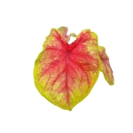 Caladium Bella - S
