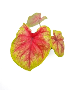 Caladium Bella