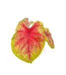 Caladium Bella - S