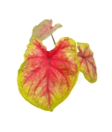 Caladium Bella - S