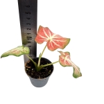 Caladium Freja - S