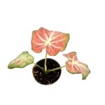 Caladium Freja - S