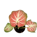 Caladium Freja - S