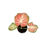 Caladium Freja - S