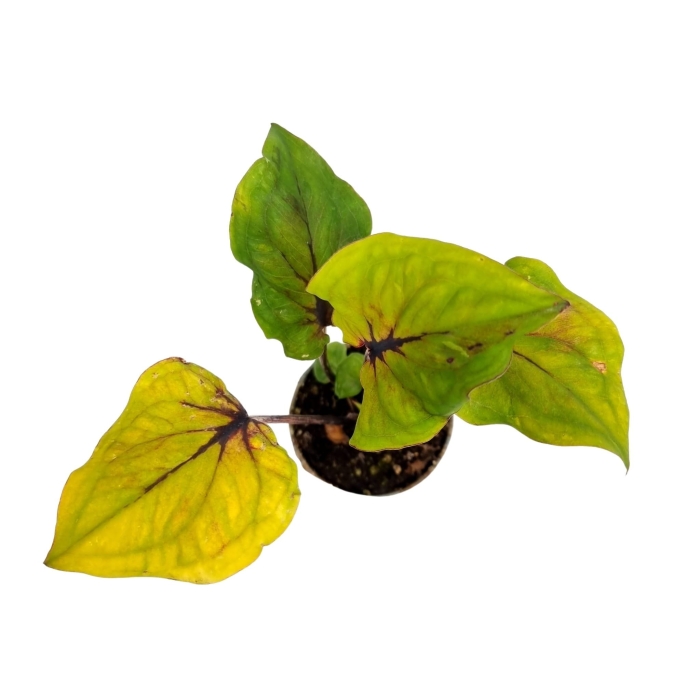 Caladium bicolor Selma - S