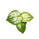 Caladium Pliage - S