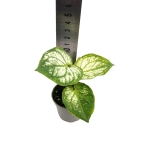 Caladium Pliage - S