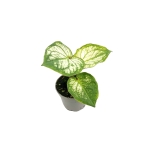 Caladium Pliage - S