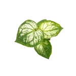 Caladium Pliage - S