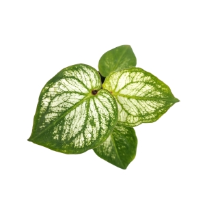 Caladium Pliage