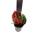 Codiaeum - kroton 'Petra' - S