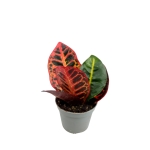 Codiaeum - kroton 'Petra' - S