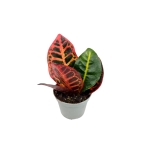 Codiaeum - kroton 'Petra' - S