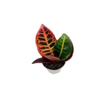 Codiaeum - kroton 'Petra' - S