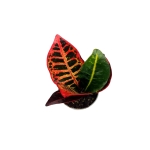 Codiaeum - kroton 'Petra' - S