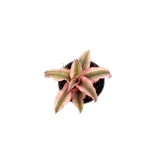 Cryptanthus 'Super Pink' - S