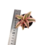 Cryptanthus 'Super Pink' - S