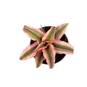 Cryptanthus 'Super Pink'
