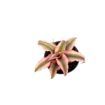 Cryptanthus 'Super Pink' - S