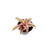 Cryptanthus 'Super Pink' - S
