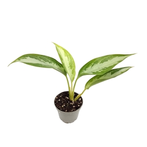 Aglaonema "Silver Bay" - S
