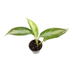 Aglaonema "Silver Bay" - S
