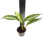 Aglaonema "Silver Bay" - S
