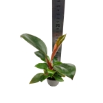Philodendron rojo congo - S