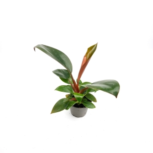  Philodendron rojo congo - S