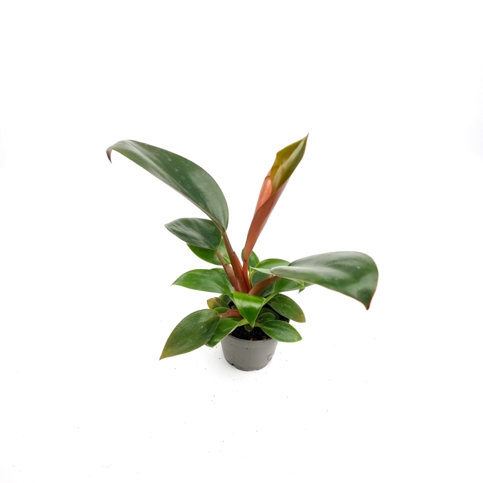 Philodendron rojo congo - S