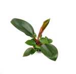 Philodendron rojo congo - S