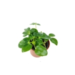 Schefflera arboricola - S
