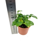 Schefflera arboricola - S