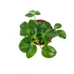 Schefflera arboricola - S