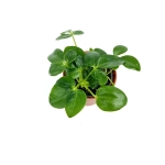 Schefflera arboricola - S