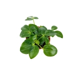 Schefflera arboricola - S