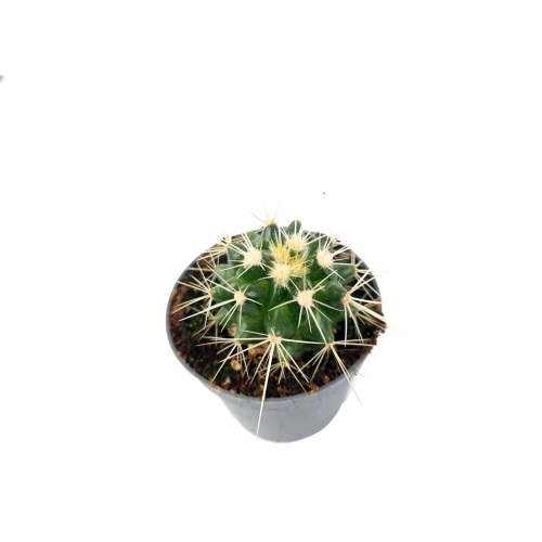Echinocactus grusonii - S