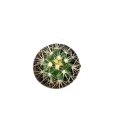 Echinocactus grusonii - S