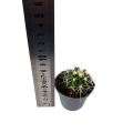 Echinocactus grusonii - S