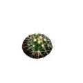 Echinocactus grusonii - S