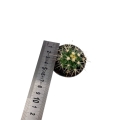 Echinocactus grusonii - S