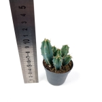 Myrtillocactus geometrizans - S