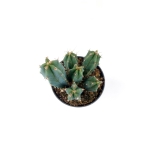 Myrtillocactus geometrizans - S