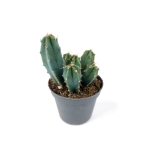 Myrtillocactus geometrizans - S