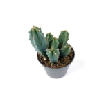 Myrtillocactus geometrizans - S