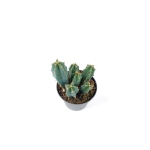 Myrtillocactus geometrizans - S