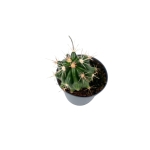 Ferocactus latispinus - S