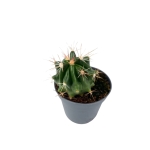 Ferocactus latispinus - S