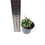 Ferocactus latispinus - S